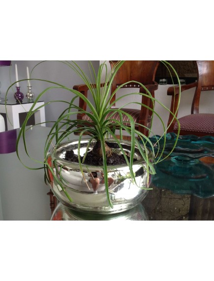 Ensaladera/ Maceta Burbuja Amarilla